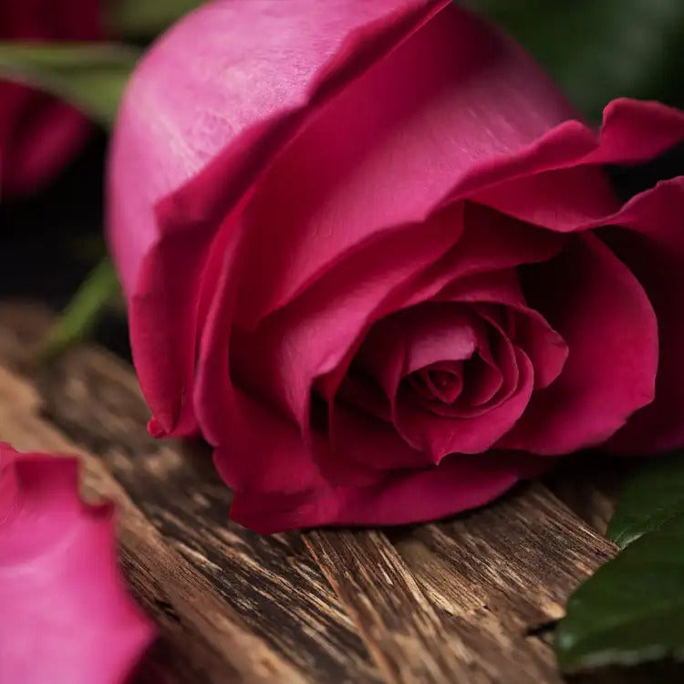 Rose petals