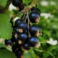 Black Currant