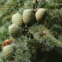 Cedar