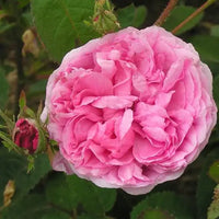 Centifolia Rose