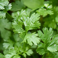 Coriander