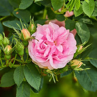 Damascena Rose
