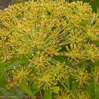 Galbanum