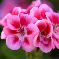 Geranium