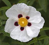 Labdanum