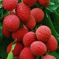 Litchi