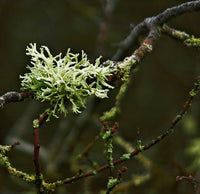 Oakmoss