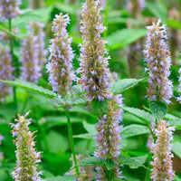 Patchouli