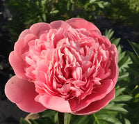 Peony