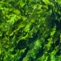 Seaweed