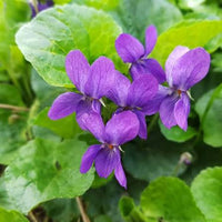 Violet Leaf