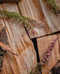 Woody Notes