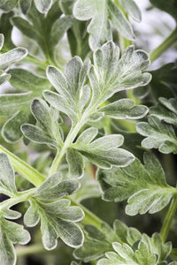 Artemisia